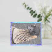 Carte postale - Oie (Debout devant)