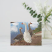 Carte Postale oie (Debout devant)