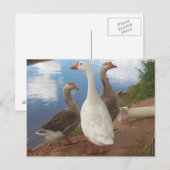 Carte Postale oie (Devant / Derrière)