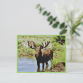 Carte Postale Oie (Debout devant)