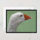 Carte Postale oie1 (Devant / Derrière)
