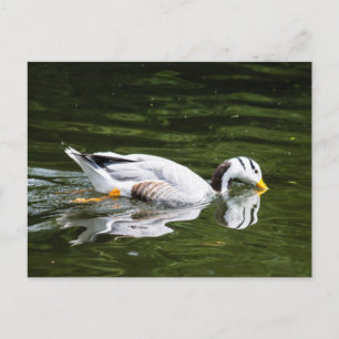 Carte Postale Oie à tête de barre