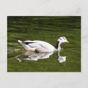 Carte Postale Oie à tête de barre