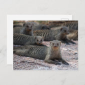 Carte Postale Oie bandée (Devant / Derrière)