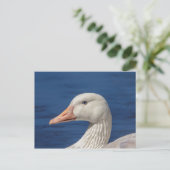 Carte Postale Oie blanche canadienne (Debout devant)