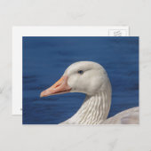 Carte Postale Oie blanche canadienne (Devant / Derrière)