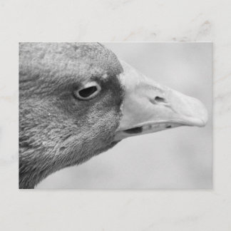 Carte Postale Oie BW