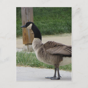 Carte Postale Oie canadienne