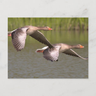 Carte Postale Oie canadienne