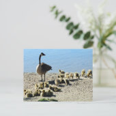 Carte Postale Oie canadienne avec mère (Debout devant)