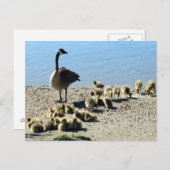 Carte Postale Oie canadienne avec mère (Devant / Derrière)