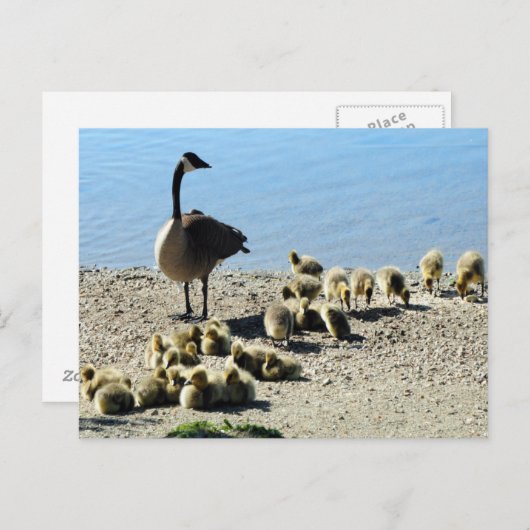 Carte Postale Oie canadienne avec mère (Devant / Derrière)