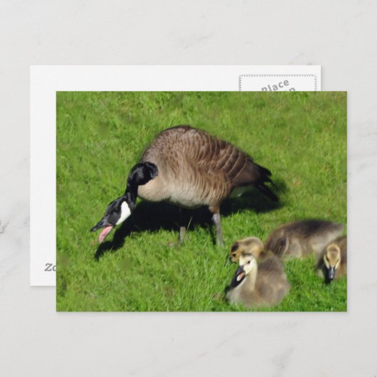 Carte Postale Oie canadienne avec mère 1 (Devant / Derrière)