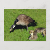 Carte Postale Oie canadienne avec mère 1 (Devant)