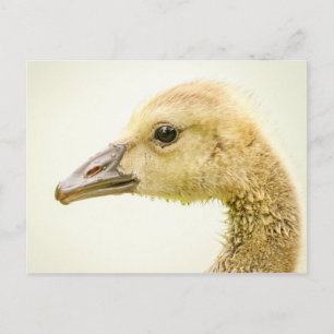 Carte Postale Oie canadienne (Gosling)
