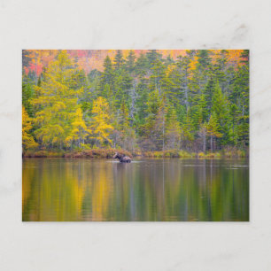 Carte Postale Oie dans le lac