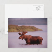 Carte Postale Oie dans le lac (Devant / Derrière)