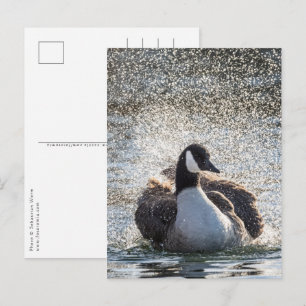 Carte Postale Oie de baignade Nature Photo