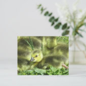 Carte Postale Oie de bébé (Debout devant)