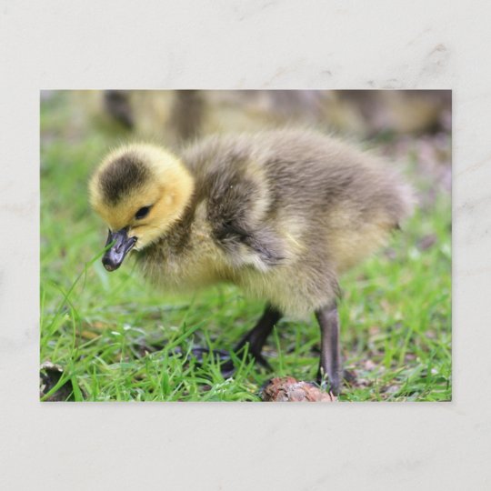 Carte Postale Oie De Bebe Zazzle Be