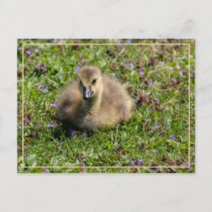 Carte Postale Oie de bébé (Gosling)