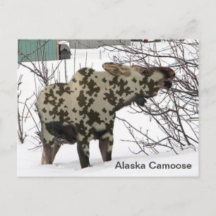 Carte Postale Oie de camouflage (Camoose)