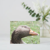 Carte Postale Oie de Greylag (Debout devant)