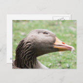Carte Postale Oie de Greylag (Devant / Derrière)