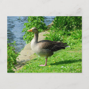 Carte Postale Oie de Greylag