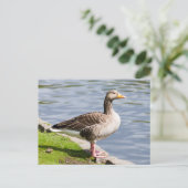 Carte Postale Oie de Greylag (Debout devant)