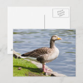 Carte Postale Oie de Greylag (Devant / Derrière)