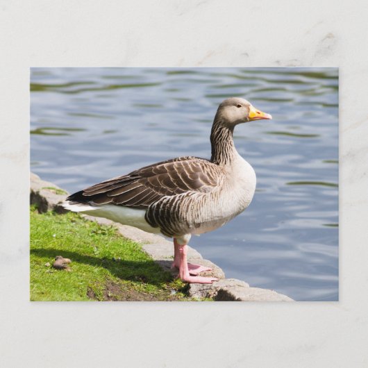 Carte Postale Oie de Greylag (Devant)