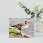 Carte Postale Oie de Greylag (Debout devant)