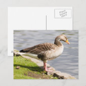 Carte Postale Oie de Greylag (Devant / Derrière)