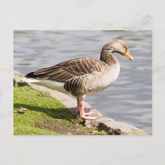 Carte Postale Oie de Greylag (Devant)