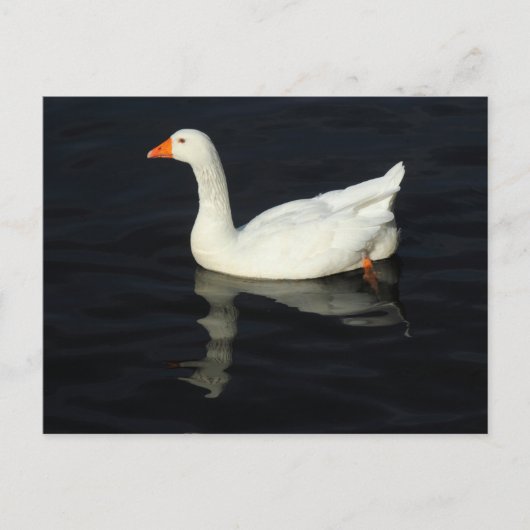 Carte Postale Oie d'Emden ensoleillée (Devant)