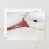 Carte Postale Oie des neiges Chen caerulescens (Devant / Derrière)