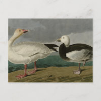 Oie des neiges des oiseaux d'Amérique d'Audubon