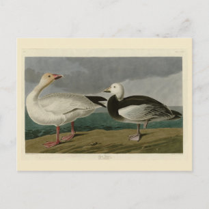 Carte Postale Oie des neiges des oiseaux d'Amérique d'Audubon