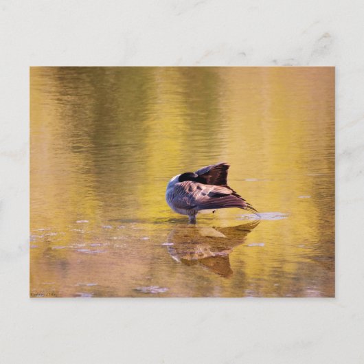 Carte Postale Oie d'or (Devant)
