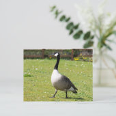 Carte Postale Oie du Canada (Debout devant)