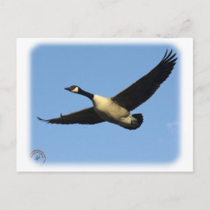 Carte Postale Oie du Canada 9R005D-123