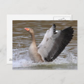 Carte Postale Oie du laitier (Devant / Derrière)