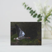 Carte Postale Oie du laitier (Debout devant)