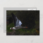 Carte Postale Oie du laitier (Devant / Derrière)