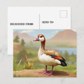 Carte Postale Oie égyptienne par eau (Devant / Derrière)