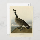Carte Postale Oie en caquette des oiseaux d'Amérique d'Audubon (Devant / Derrière)