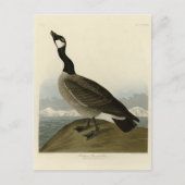 Carte Postale Oie en caquette des oiseaux d'Amérique d'Audubon (Devant)