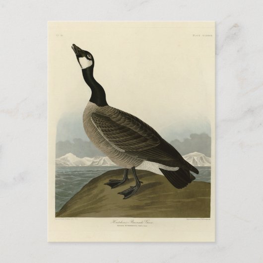 Carte Postale Oie en caquette des oiseaux d'Amérique d'Audubon (Devant)