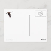 Carte Postale Oie en vol (Dos)